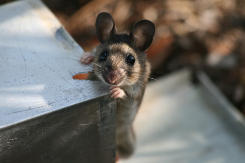Cotton Mouse