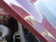 Melanoplus angustipennis