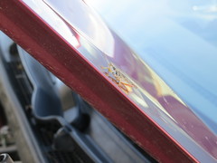 Melanoplus angustipennis