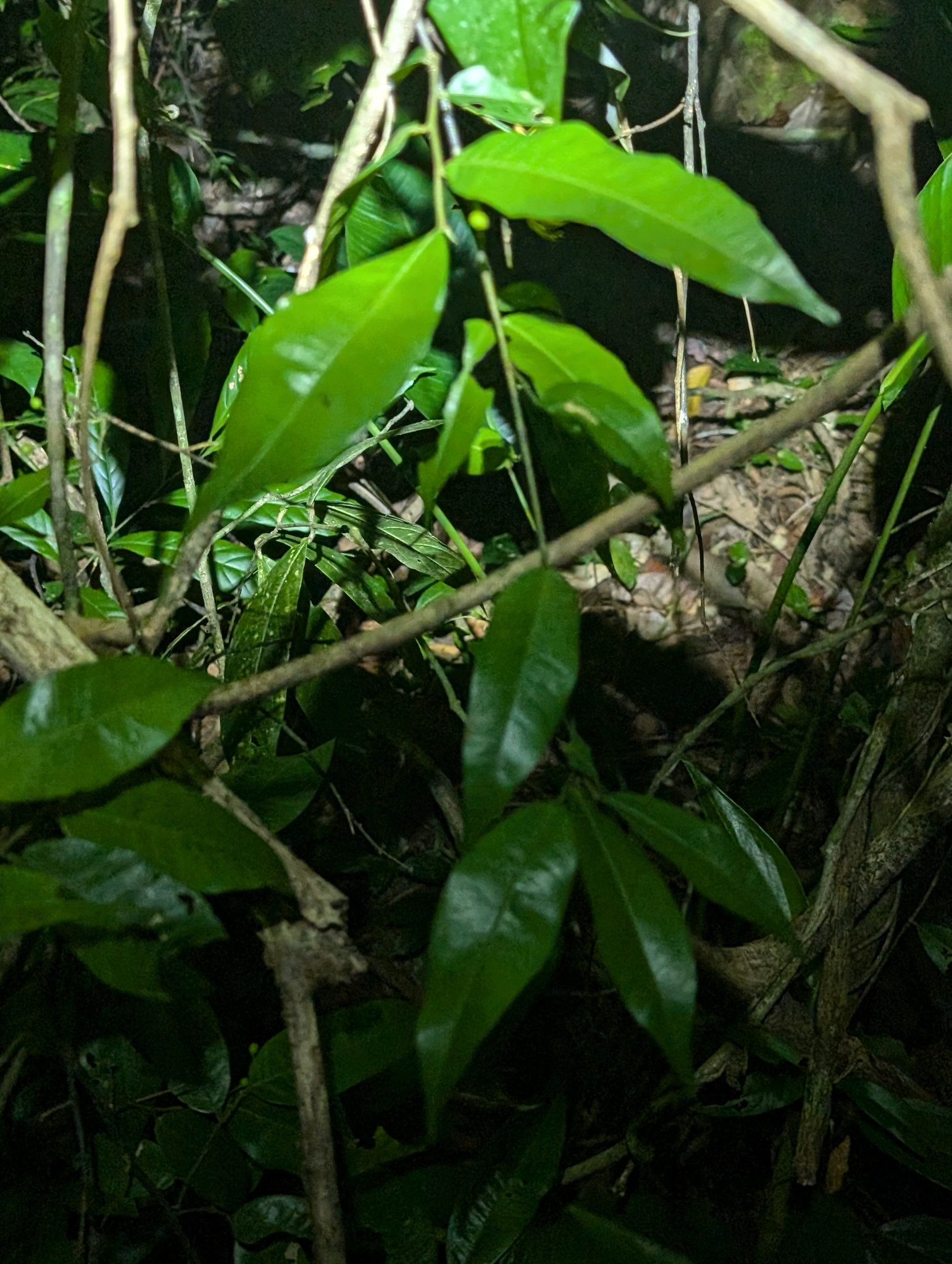 Imagem de Cumarurana