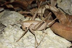Thyreonotus corsicus