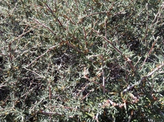 Prunus fasciculata