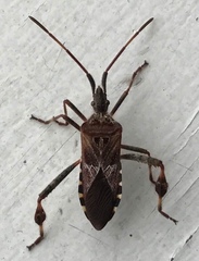 Leptoglossus clypealis