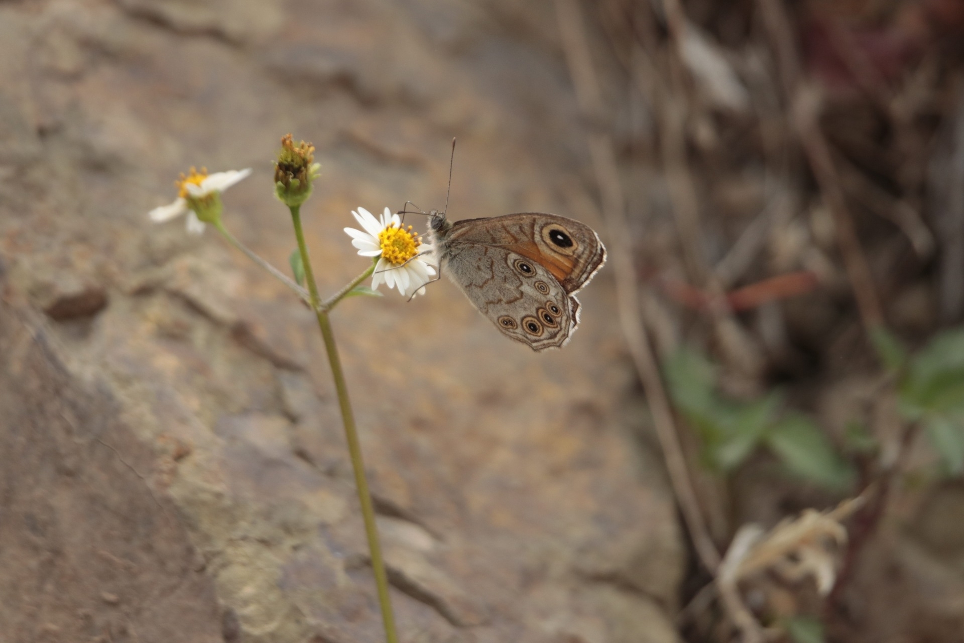 Common Wall