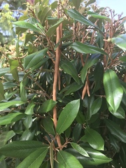 Capparis cynophallophora