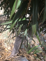 Capparis cynophallophora