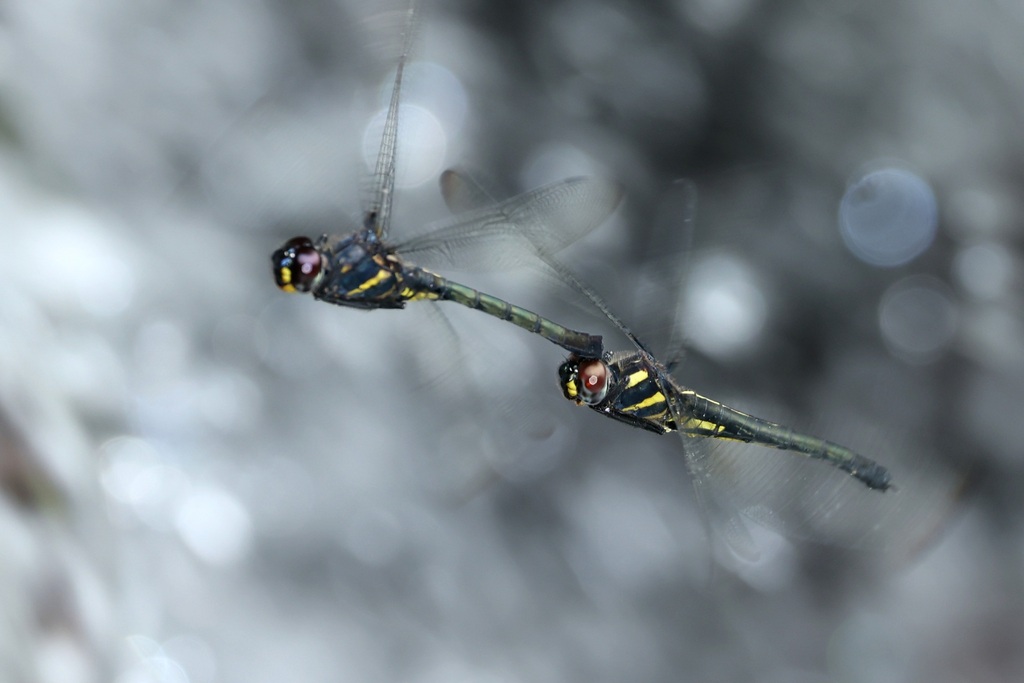 Zygonyx takasago