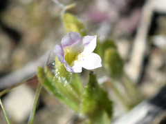 Erythranthe parishii