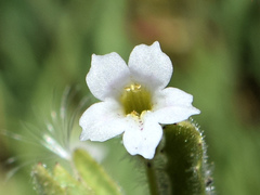 Erythranthe parishii