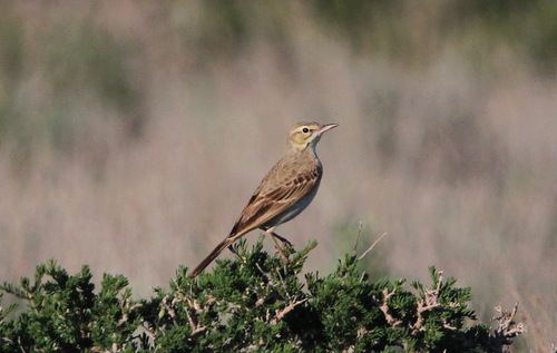 Pipit rousseline