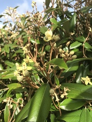 Capparis cynophallophora