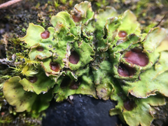 Solorina saccata