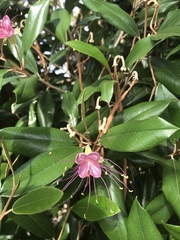 Capparis cynophallophora