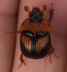 Bolbocerosoma farctum