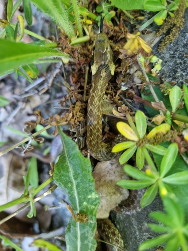 Aesculapian Snake