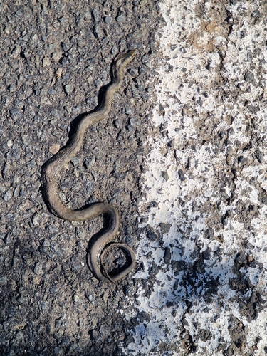 Tessellated Water Snake