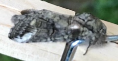 Heterocampa obliqua