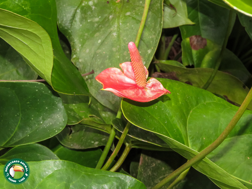 Anthurium andraeanum