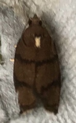 Argyrotaenia juglandana