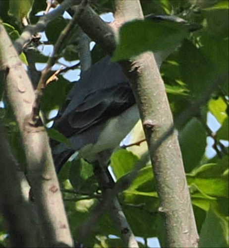 Ashy Minivet