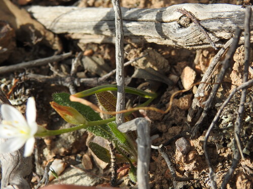 Image of Ornithogalum broteroi by (c) Duarte Frade, some rights reserved (CC BY)