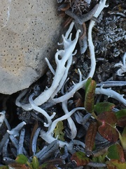 Thamnolia vermicularis vermicularis