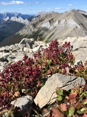 Telesonix heucheriformis