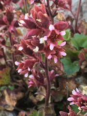 Telesonix heucheriformis