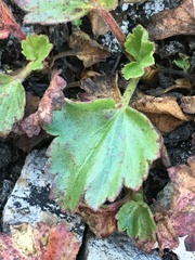 Telesonix heucheriformis