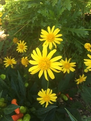 Euryops pectinatus