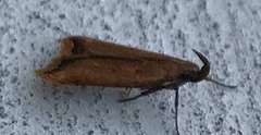 Dichomeris heriguronis
