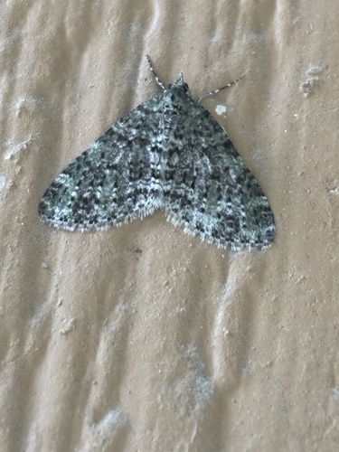 Olive-and-black Carpet Moth photo 3