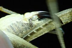 Platycleis intermedia