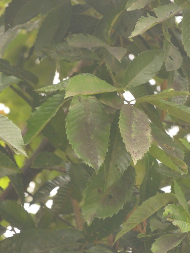 Image of Castanopsis indica by (c) Sagnik Dutta Roy, some rights reserved (CC BY)