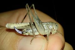 Platycleis intermedia