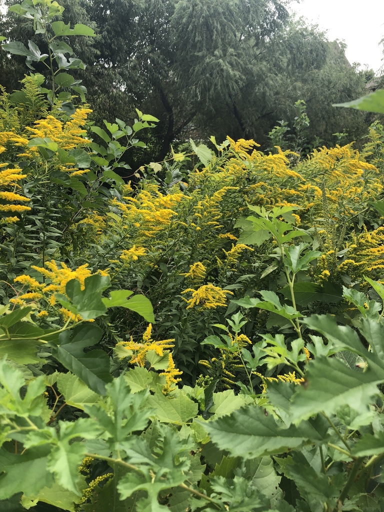 Canada goldenrod from Van Camp Dr, Omaha, NE, US on August 30, 2019 at