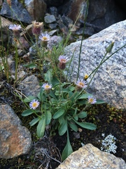 Erigeron nivalis