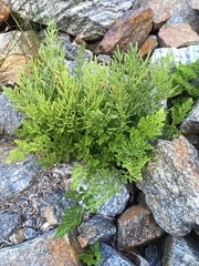 Cryptogramma cascadensis