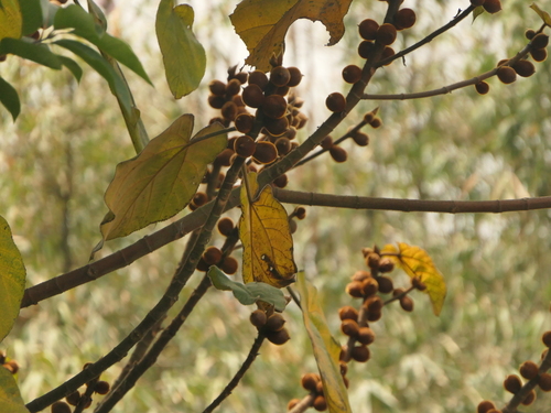 Image of Ficus simplicissima by (c) Sagnik Dutta Roy, some rights reserved (CC BY)