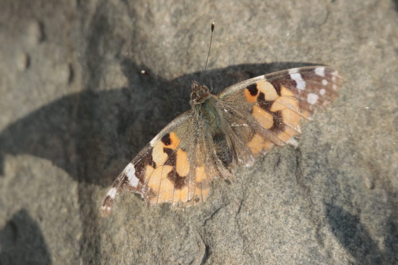 Painted Lady