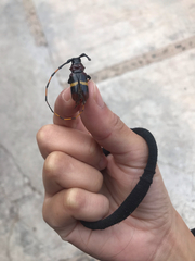 Trachyderes elegans