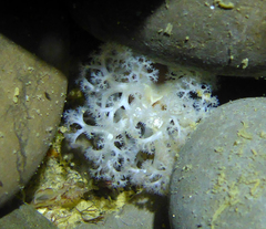 Themiste pyroides