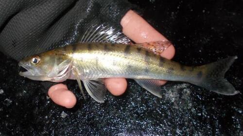 Pikeperch (Sander lucioperca) — Percidae — 5