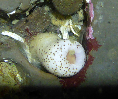 Themiste pyroides