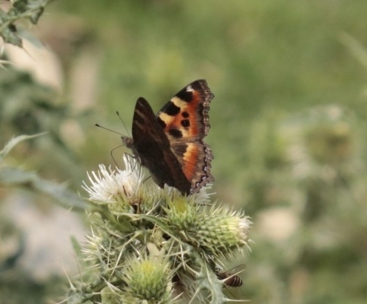 Indian Tortoiseshell