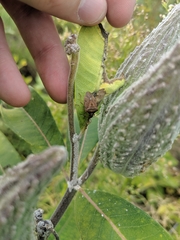 Euschistus servus euschistoides