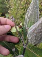 Euschistus servus euschistoides