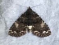 Metalectra richardsi