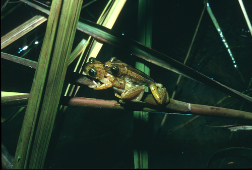 Banded Banana Frog, Afrixalus fulvovittatus