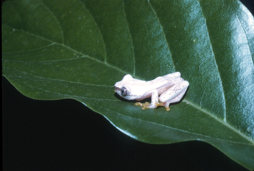 Cameroon Banana Frog, Afrixalus lacteus
